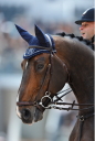 Sports Equestres - timothee anciaume