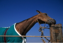 Sports Equestres - sans personnalite