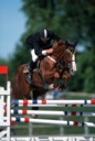 Sports Equestres - roger-yves bost