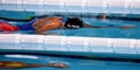 Sports Aquatiques - jennifer thompson