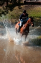 Sports Equestres - magnus gallerdal