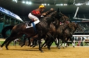 Sports Equestres - thierry jarnet