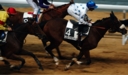 Sports Equestres - davy bonilla