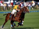 Sports Equestres - brieux rigaux