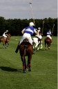 Sports Equestres - tomas goti