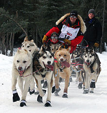 Iditarod (courses de chiens à traîneaux)